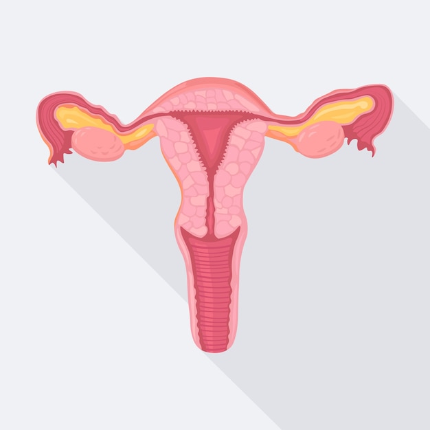 Weibliches fortpflanzungssystem, organe. gebärmutter, gebärmutterhals, eierstock, eileiter. menschliche anatomie