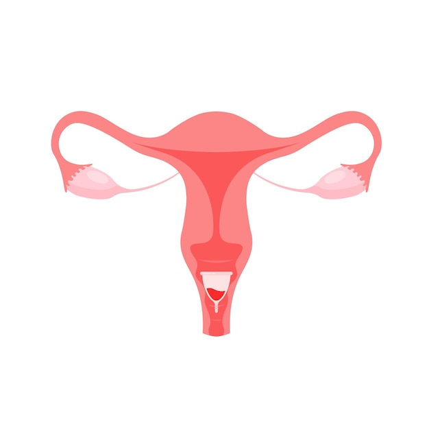 Weibliches Fortpflanzungssystem Zero Waste Menstruationstasse Öko-Schutz für Frauen in kritischen Tagen