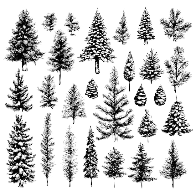 Vektor weihnachtsskizze baum und tannenzweig vektorset immergrüne pflanze winter natur illustration