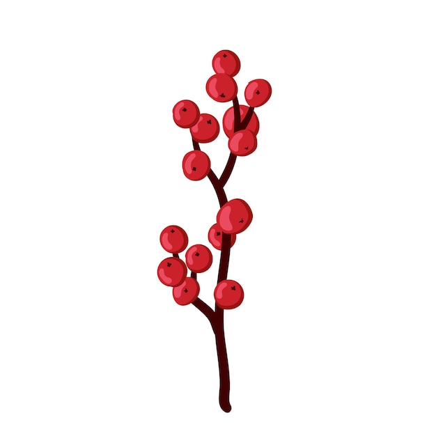 Weihnachtsstechpalme Europäischer Ilex Dekoration roter Beerenzweig Zweig isoliert auf weißem Hintergrund