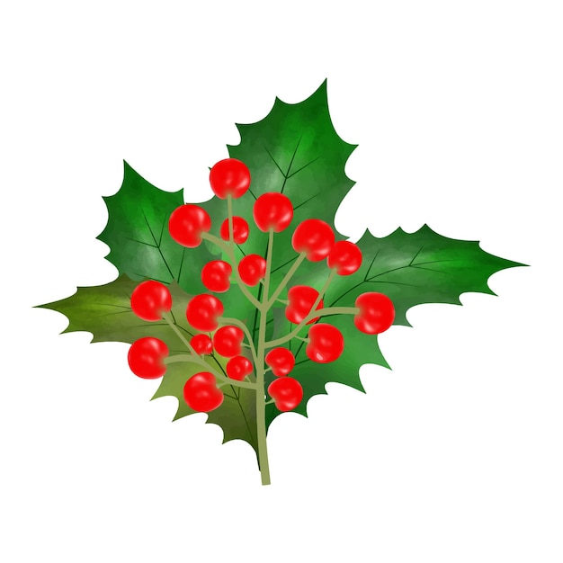 Vektor weihnachtsstechpalmenblätter mit roten beerenaquarell-vektorillustration für dekoratives element