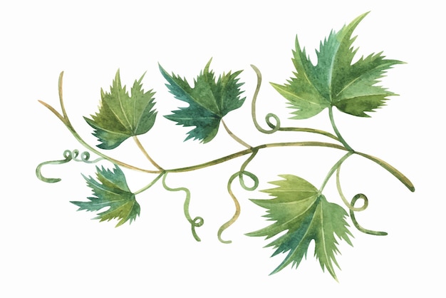 Weinrebenblatt handgezeichnete Aquarellillustration Traubenbaum grün mit Strudeln