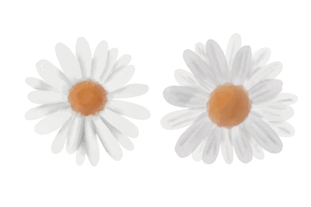 Vektor weiße aquarellkamillenblumen-vektorillustration