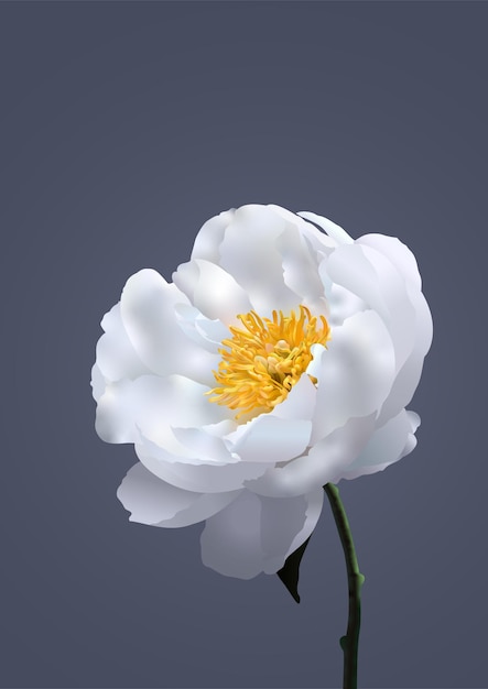 Weiße Blumen-Illustration