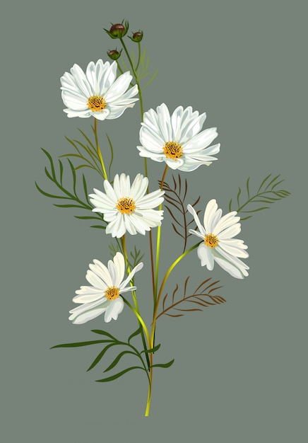 Weiße Illustration der Kosmosblume