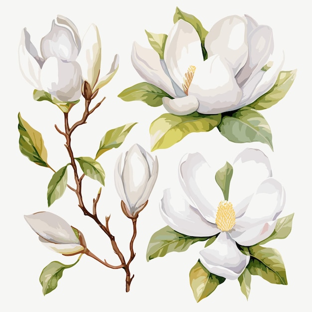 Vektor weiße magnolien-blumenillustration