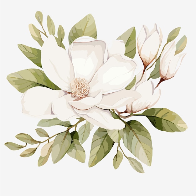 Weiße Magnolien-Blumenillustration