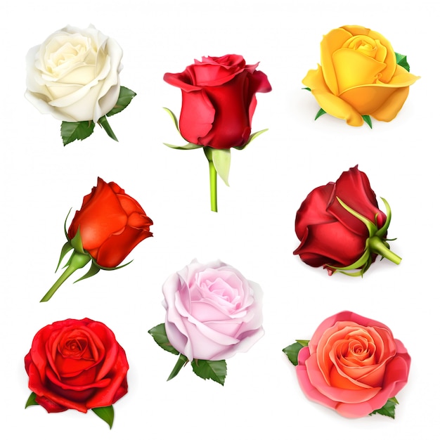 Weiße Rose, Illustration