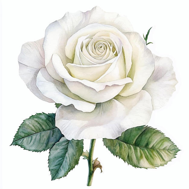 weiße Rosenblume Aquarell Clipart Illustration isoliert