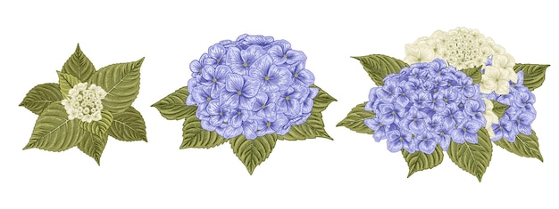 Vektor weiße und blaue hortensienblume hand gezeichnete botanische illustration