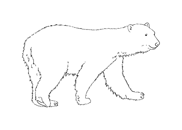 Weißer Eisbär tierisches fleischfressendes Säugetier Doodle lineares Cartoon-Malbuch