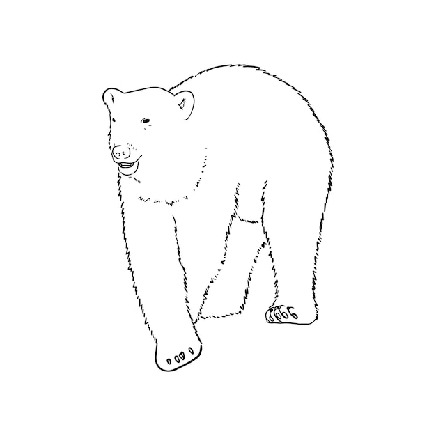 Weißer Eisbär tierisches fleischfressendes Säugetier Doodle lineares Cartoon-Malbuch