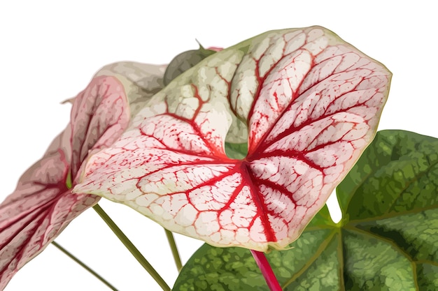 Weißes laub mit roten flecken schickes blatt caladium vector illustrationsdesign