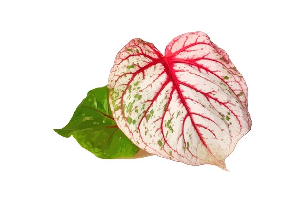 Vektor weißes laub mit roten flecken schickes blatt caladium vector illustrationsdesign