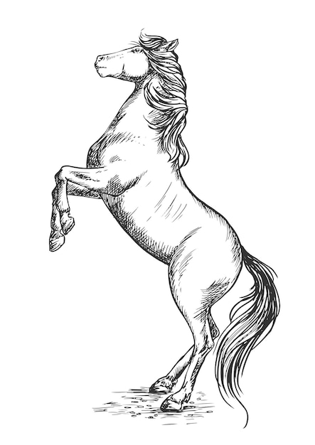 Vektor weißes pferd, das auf hinterhuf-skizzenporträt aufzieht