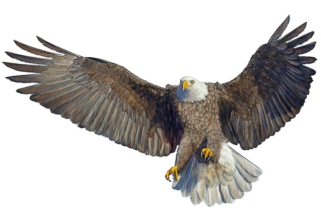 Weißwangenfliegenlandung winged Handabgehobener betrag und Farbenfarbe.