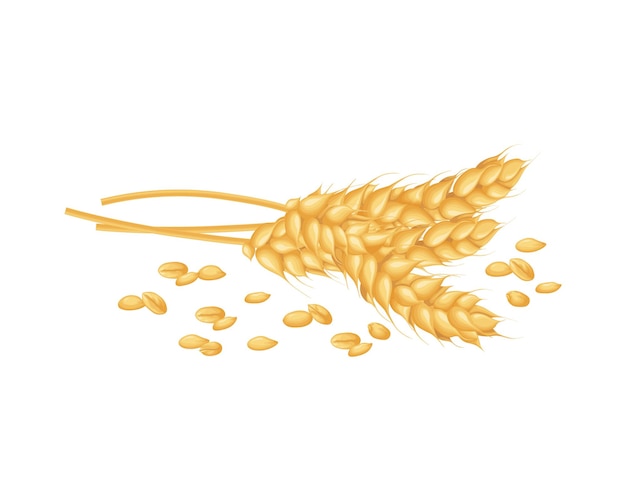 Weizen drei Ähren verstreut Weizengrainsan Ähre Getreide Pflanzen Illustration für Lebensmittel