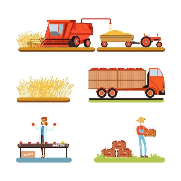 Weizen- und Tomatenernte- und Sortierungssatz Landwirtschaftsprodukte Produktion Cartoon-Vektorillustration