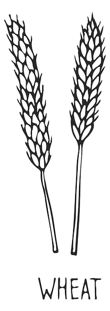 Vektor weizenähre bauernhof-ernte-getreide-korn-skizze isoliert auf weißem hintergrund