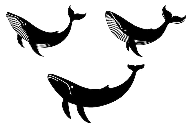 Whale-Silhouette-Vektor auf weißem Hintergrund