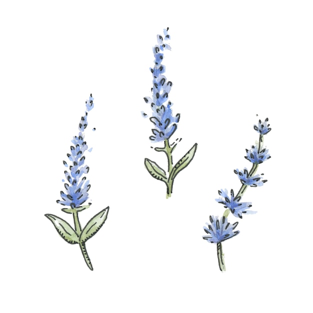 Wildblumen-lavendel-aquarell-vektor-illustration