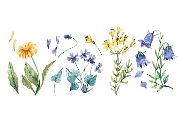 Vektor wildblumen-set, handgezeichnete aquarell-illustration