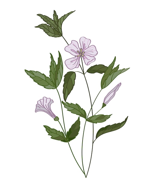 Wilde Heilblumen und Kräuter Botanische handgezeichnete Vektorgrafiken Blühende Flora