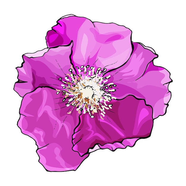 Wilde rosen-blumen-handgezeichnete illustration