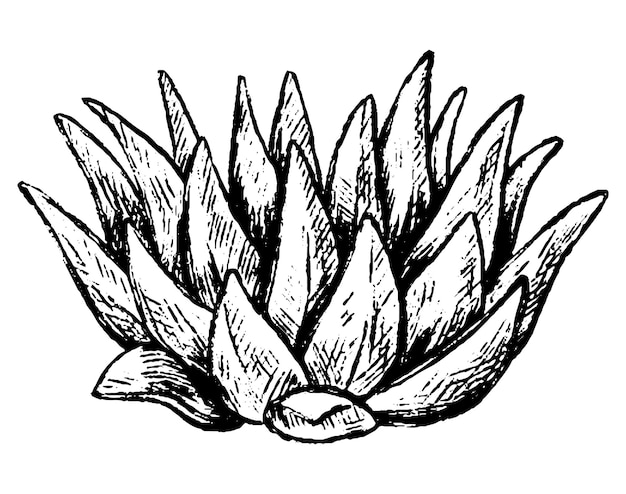 Wilde Wüsten-Sukkulente Botanische Skizze im Gravurstil Handgezeichnete Vektorgrafik Vintage-Umriss-Clipart isoliert auf weißem Hintergrund