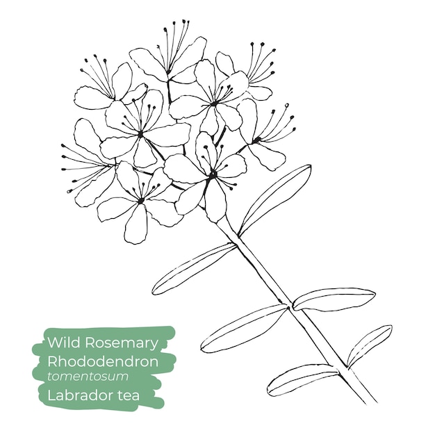 Vektor wilder rosmarin oder rhododendron tomentosum oder labrador-tee-vektorillustration handgezeichnete strichzeichnungen