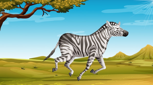 Wildes zebra, das allein im savannenfeld läuft