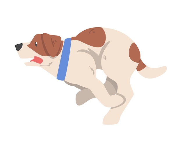 Witziger springender Jack-Russell-Terrier, süßes Haustier mit braun-weißem Fell, Zeichentrickfilm-Vektor