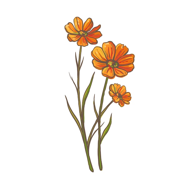 Vektor wunderschöne handgezeichnete orangefarbene anemonenblüten isoliert auf weißem vektor-blumenillustration