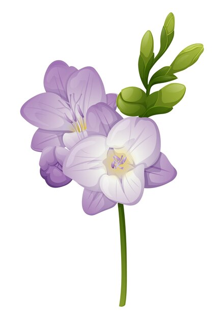 Vektor wunderschöne lila freesienblume auf isoliertem hintergrund. gestaltungselement für hochzeitseinladungskarten. vintage-blumenmuster blühender freesien