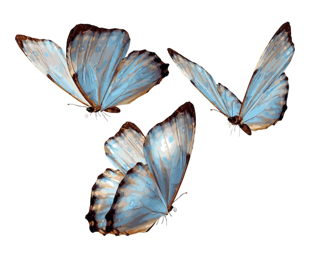 wunderschöner Schmetterling