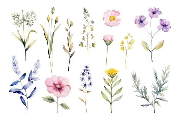 Vektor wunderschönes satz von blumen und blättern in aquarell und blütenelemente in aquarell.