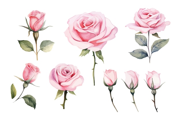 Vektor wunderschönes set von aquarell-rosenblumen, clipart und blättern, aquarellblumenelemente