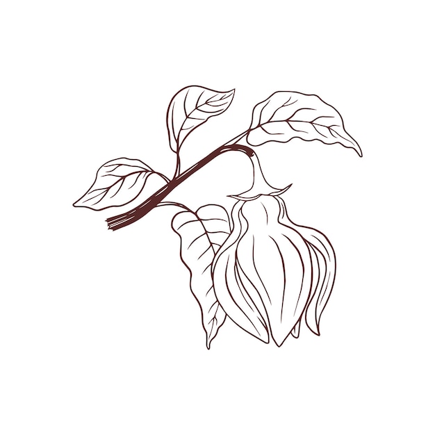 Vektor ylang ylang handgezeichnete illustration der medizinischen blume