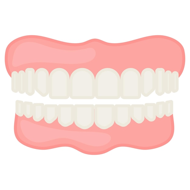 Zähne Kieferkonzept Unter- und Oberkiefer mit Gum Line Vector Design Organsystem Menschliche Anatomie Mensch