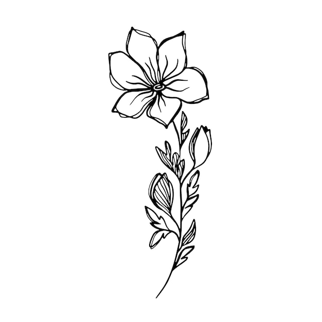 Zarte Schwarz-Weiß-Skizze einer Frühlingsblume Vektorillustration im handgezeichneten Stil