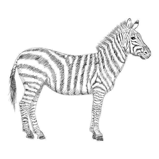 Zebraillustration, hand gezeichnetes design