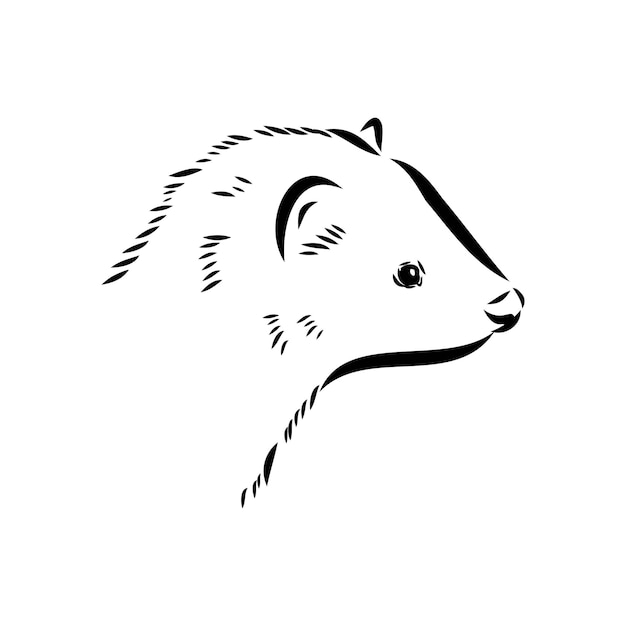 Zeichnung der Frettchenvektorillustration lokalisiert auf weißer Nerztiervektorskizzenillustration