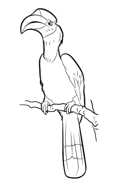 Vektor zeichnung des vogels des großen nashornvogels