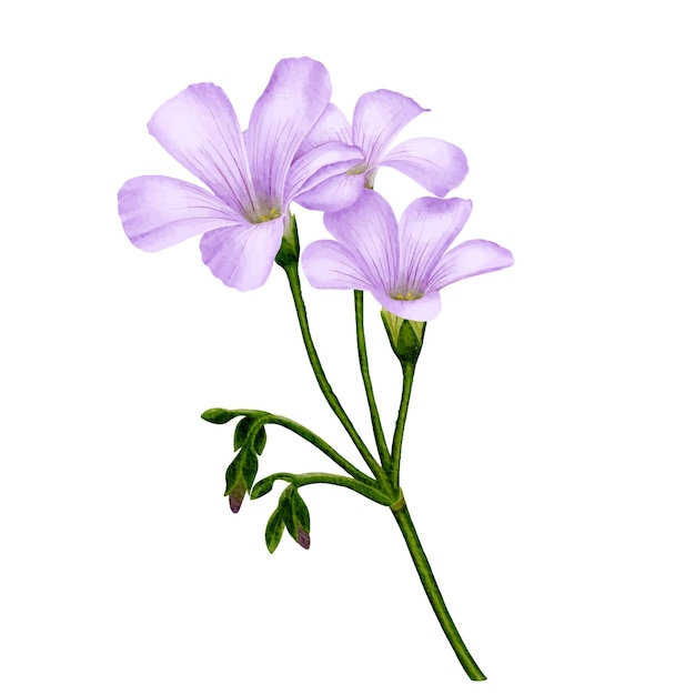 Vektor zeichnung einer violetten sauerampferblume