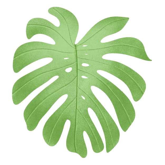 Vektor zeichnung eines monstera-blattes legen sie es auf einen weißen hintergrund vektorillustration