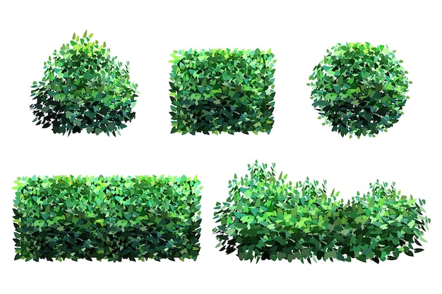 Ziergrüne Pflanze in Form einer Hecke