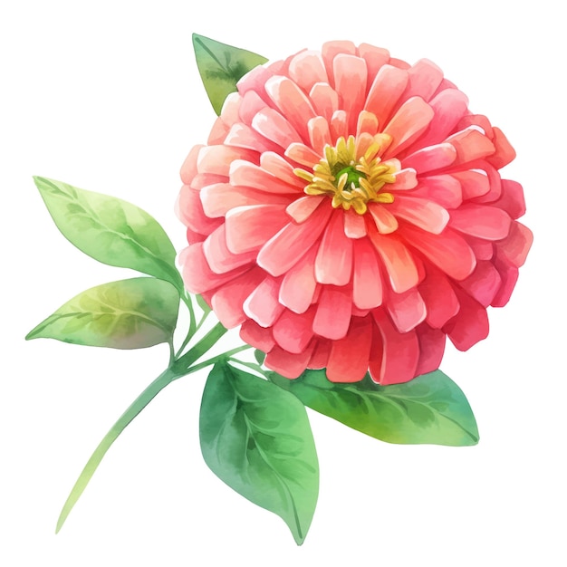 Vektor zinnia-aquarellblumen und blatt-sortiment-vektorset