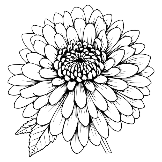 Vektor zinnia flower linea rt malseite vektorillustration