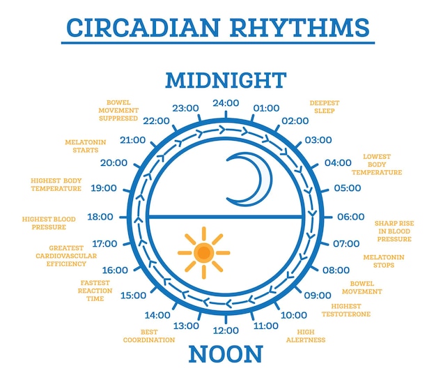 Zirkadianes rhythmusschema der infografik-elemente des schlaf-wach-zyklus