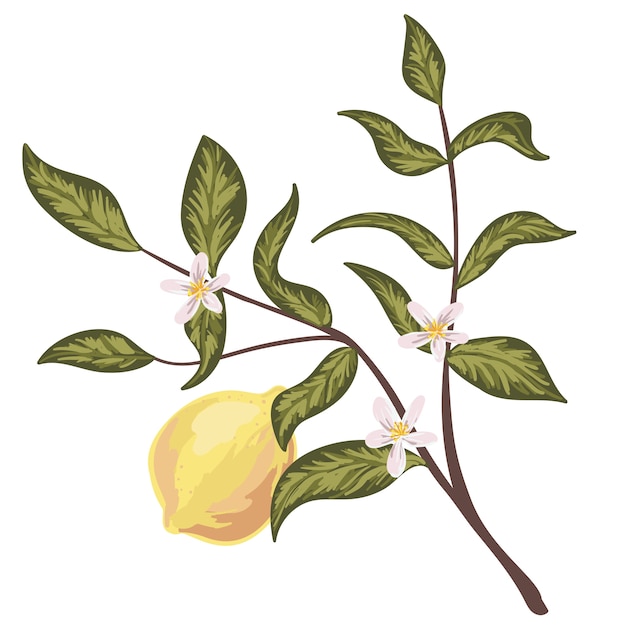 Zitrone und zweig mit blumen. leuchtend gelbe frucht. handgezeichnete illustration.